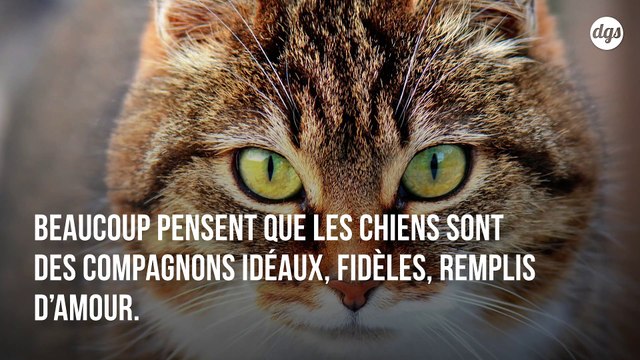 Comme les chiens, les chats s'attachent aussi à leurs maîtres