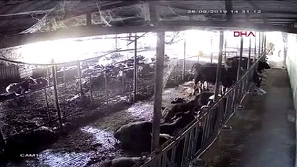 Ahırda yatan büyükbaşlar depremle birlikte böyle ayağı kalktı