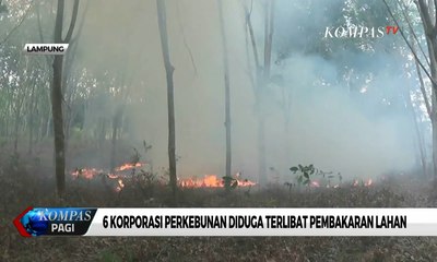 6 Korporasi Perkebunan Diduga Terlibat Pembakaran Lahan