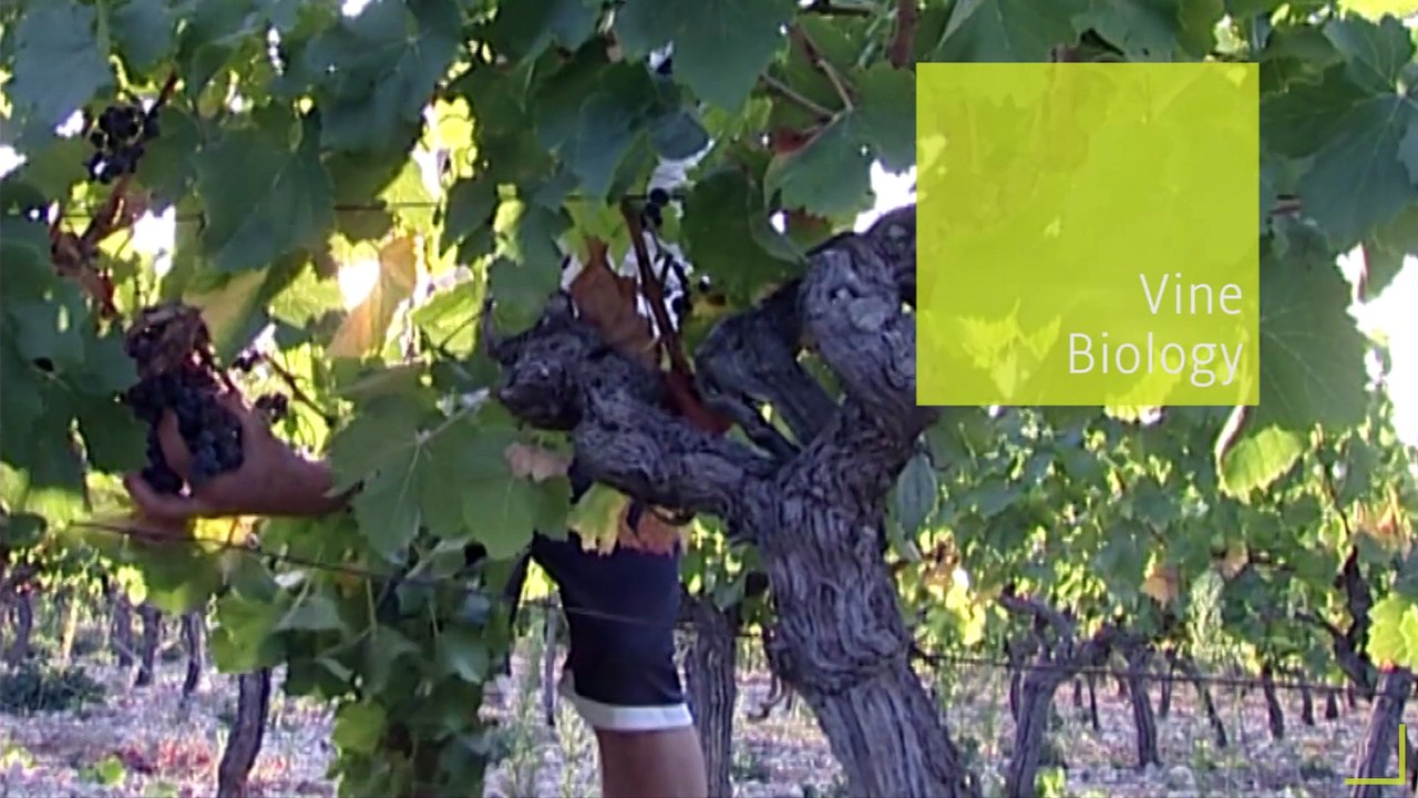 MOOC Vine & Wine (English)