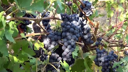 Erciş'te bağ bozumu başladı - VAN