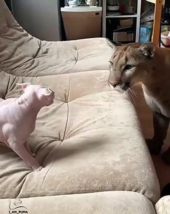 Regardez ce que ce chat a osé faire à ce puma... Tenez-vous bien !