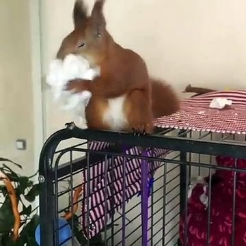 Bien joué ! L’hiver arrive, donc cet écureuil réchauffe son nid avec du coton et de la laine de mouton