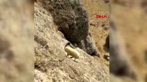 Van kurtlardan kaçarak kayalıklarda mahsur kalan koyunu, itfaiye ekipleri kurtardı