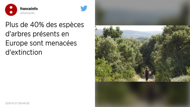 Plus de 40 % des espèces d’arbres présents en Europe menacées d’extinction