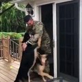 Ces chiens souhaitent la bienvenue à leur Maitre un soldat de l'armée américaine. Ils aboient et remuent la queue comme des malades, quel accueil chaleureux !