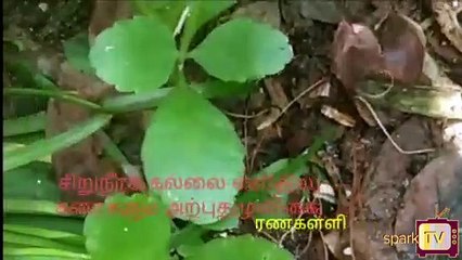சிறுநீரக கல்லை கரைக்க ஒரு அற்புத இயற்கை மூலிகை..!