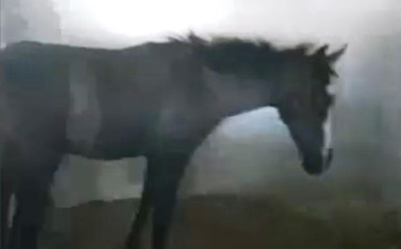 Catania - Cavalli maltrattati, sequestrata stalla a Librino (27.09.19)