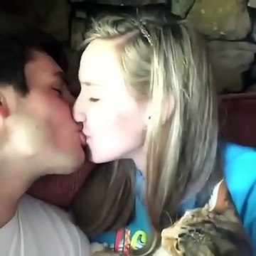 Découvrez la réaction de ce chat jaloux quand ses humains s'embrassent devant lui... Wow y'a de quoi avoir peur hein !