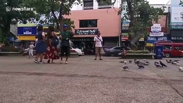 Professional 'pigeon spookers' help tourists take the perfect Instagram shot in Thailand