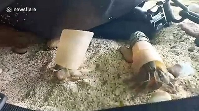 Hermit crabs use plastic bottle tops for shells after rival creatures snap up available homes