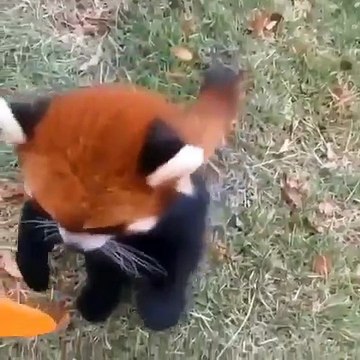 Un panda roux se dresse sur ses pattes arrière... Réaction trop mignonne
