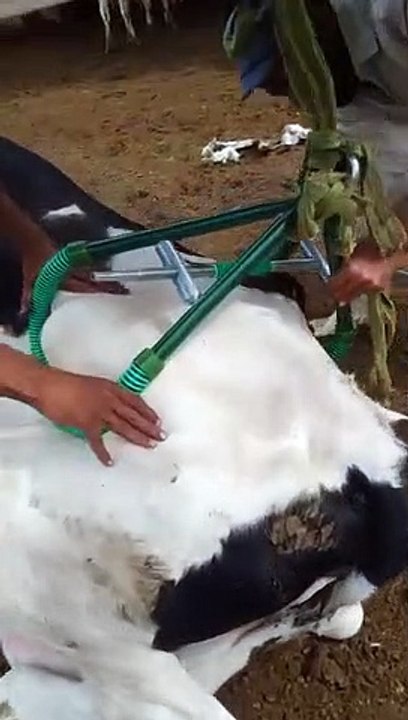 تعرف على بقرة الخير بنت الخير
