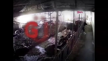 Deprem olduğu an ahırdaki hayvanlar birden ayağa kalktı