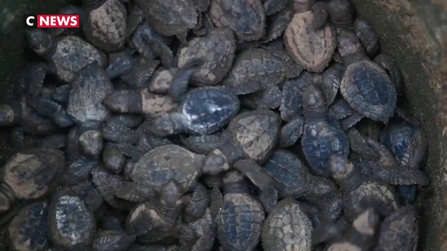 Costa Rica : Les tortues marines menacées par le braconnage
