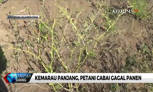 Kemarau Panjang, Petani Cabai Gagal Panen