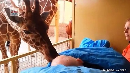 EL ULTIMO ADIOS DE UNA JIRAFA A SU CUIDADOR CON 3NF3RM3DAD T3RMINAL
