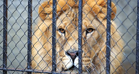 Découvrez la vidéo choc d’une campagne pour lutter contre l’élevage des lions en captivité en Afrique du Sud