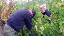 Ambierle : au coeur des vendanges du domaine des Palais