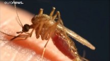 West-Nil-Virus: Erstmals  Infektion durch Stechmücke in Deutschland nachgewiesen