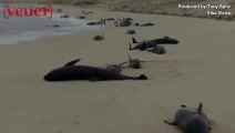 Mass Stranding of Whales Off West African Coast Perplexes Marine Scientists