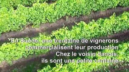 Faire du vin dans les pays nordiques, c'est pas la vie de château