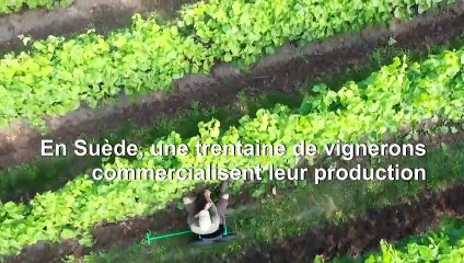 Faire du vin dans les pays nordiques, c'est pas la vie de château