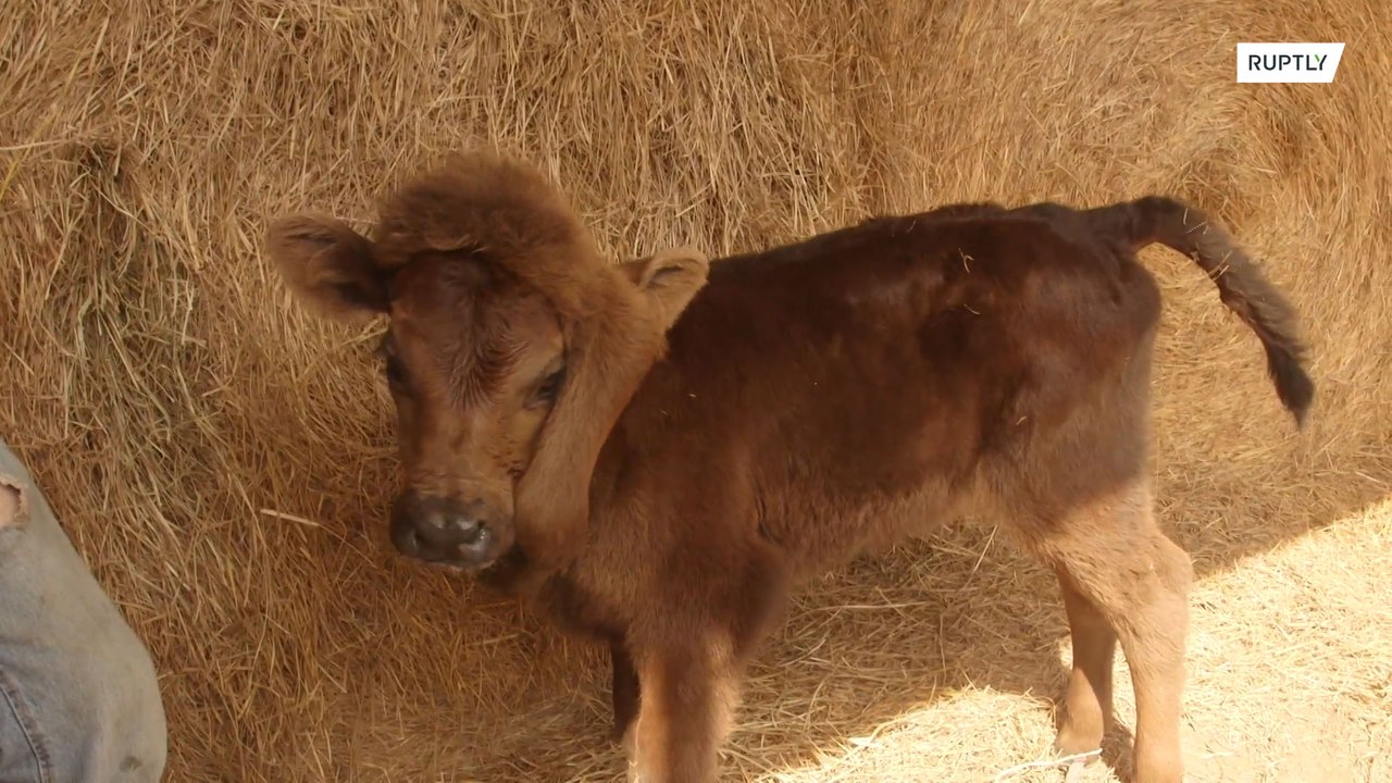 Nace una becerra con 5 patas