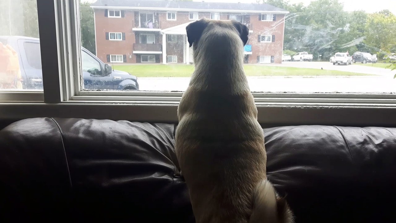 Scarecrow Plays with Pug