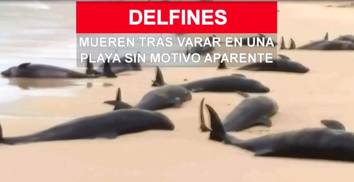 Más de 100 delfines varan en una playa de Cabo Verde