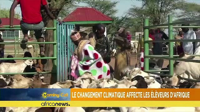 Afrique : le changement climatique affecte les éleveurs [Morning Call]
