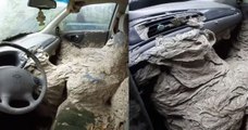 Une découverte terrifiante : un énorme nid de guêpes à l’intérieur d’une voiture