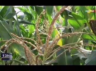 ORTM - Visite de terrain du Ministre de l’agriculture à la filiale CRDT de Fana