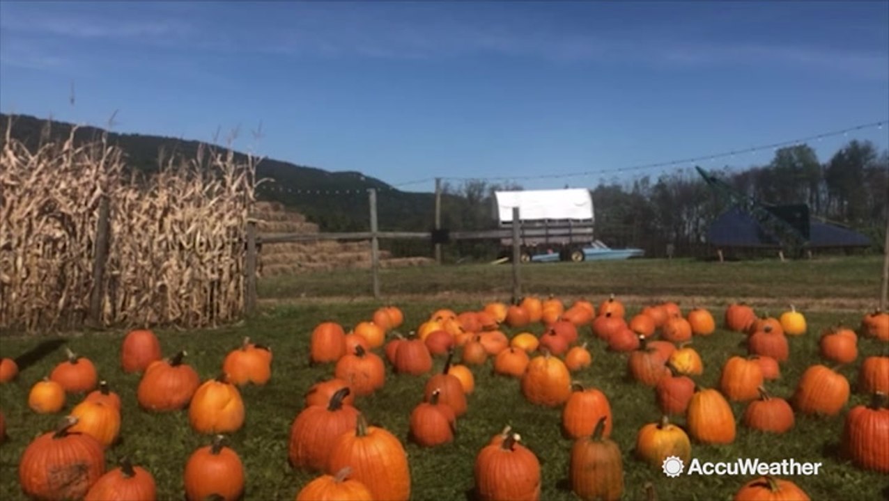 A beautiful day in the pumpkin patch