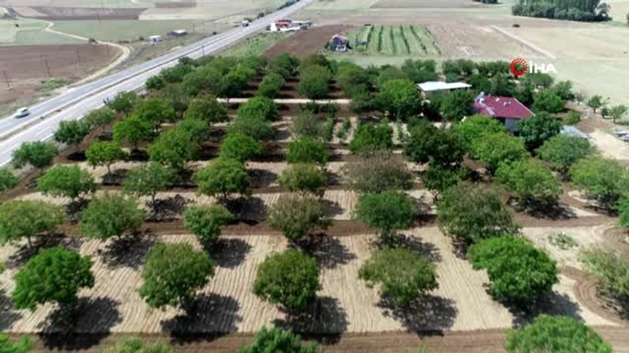 Hasadına başlanan ceviz tarlaları havadan görüntülendi