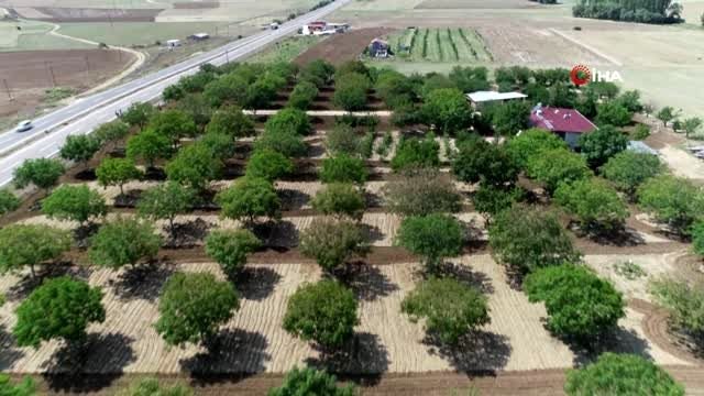 Hasadına başlanan ceviz tarlaları havadan görüntülendi