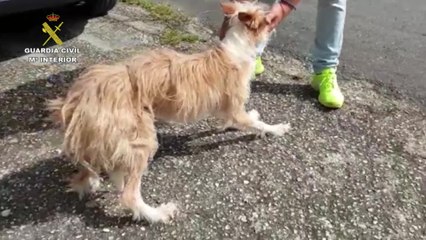 Investigan a un hombre en A Coruña por maltrato animal