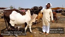 Brahman Bull Mandi men lane wala Wahid Biyopari - Bakra Mandi Pakistan