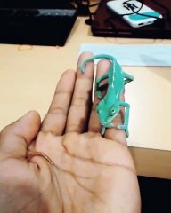 Ce bébé caméléon a une petite faim...