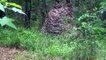 Il découvre un énorme essaim de guêpe en pleine forêt en Floride