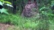 Il découvre un énorme essaim de guêpe en pleine forêt en Floride