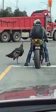 Ce dindon sauvage déteste les motards