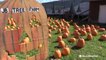 AccuWeather lends a hand in growing your pumpkin
