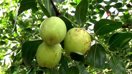Hasadına başlanan Hünnap meyvesinin faydaları saymakla bitmiyor