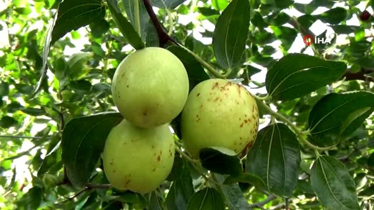 Hasadına başlanan Hünnap meyvesinin faydaları saymakla bitmiyor