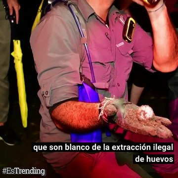 Investigaciones apuntan que solo una de cada mil tortugas sobrevive y llega a la vida adulta...