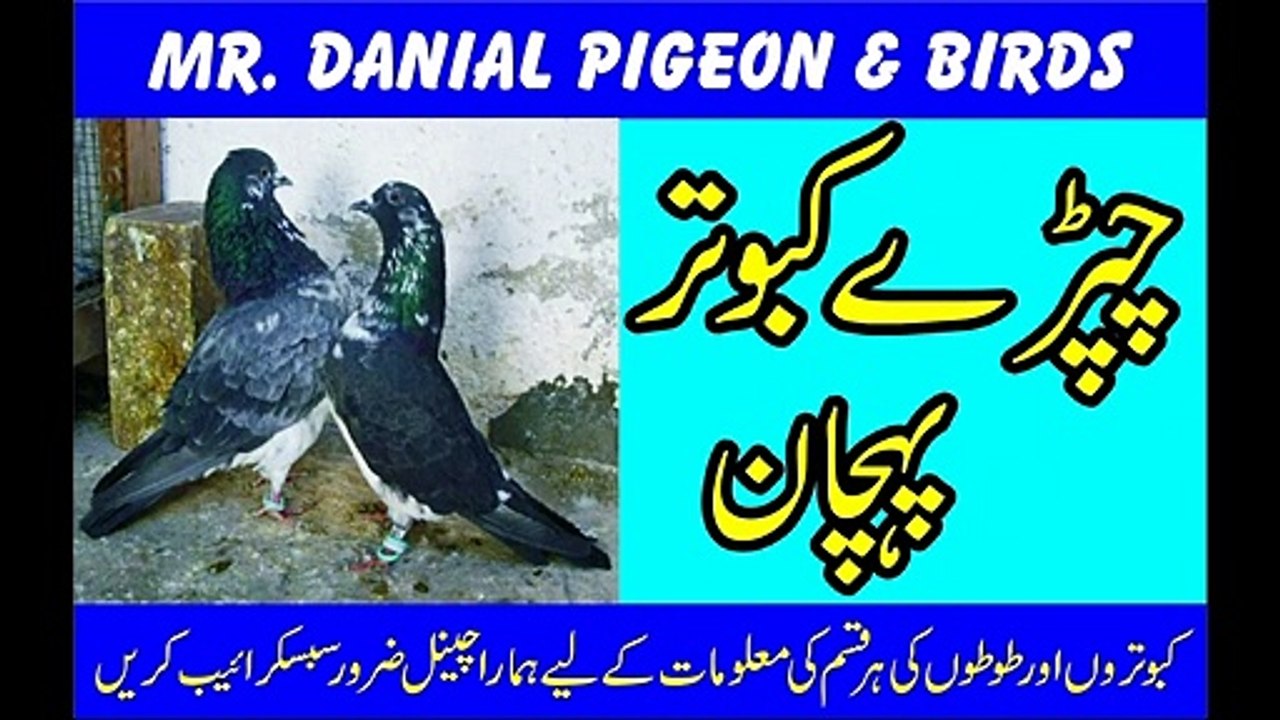Chapray Kabootar Ki pehchan By Mr  Danial Pigeon and Birds