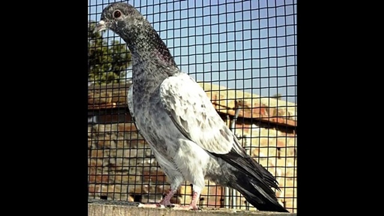 Asal Kamagar Kabotar breed ki pehchan By Mr  Danial Pigeon and Birds