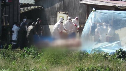 강화 돼지 살처분...이동중지명령 해제 / YTN