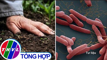 THVL | 4 người chết vì Whitmore, khuyến cáo người dân đề phòng